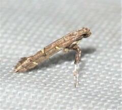 Caloptilia triadicae