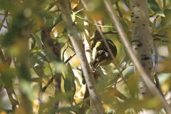 Phylloscopus humei