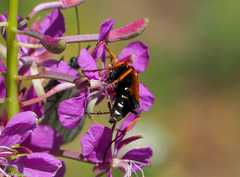 Parabatozonus lacerticida
