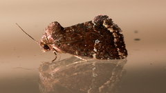 Elusa semipecten