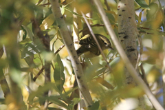 Phylloscopus humei