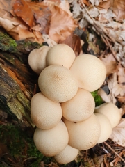 Apioperdon