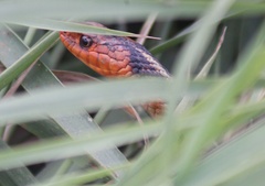 Thamnophis sirtalis concinnus