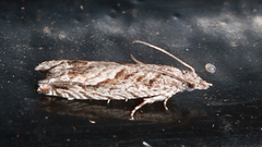 Holocola thalassinana