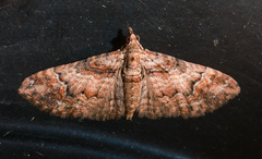 Mnesiloba eupitheciata