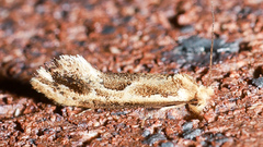 Moerarchis inconcisella