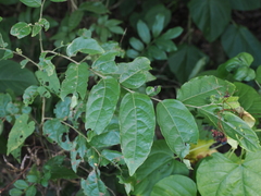 Glochidion philippicum