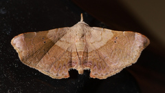 Esthlodora versicolor