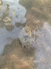 Matuta victor