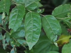 Glochidion philippicum