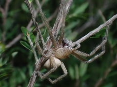 Neosparassus calligaster