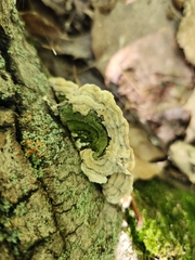 Cerrena unicolor