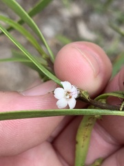 Myoporum montanum