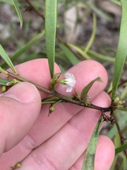 Myoporum montanum