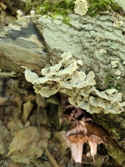Cerrena unicolor