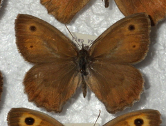 Hyponephele lycaon