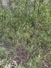 Myoporum montanum