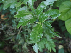 Glochidion philippicum