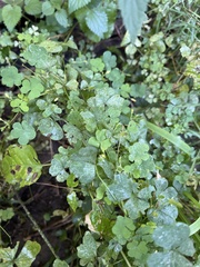 Oxalis stricta