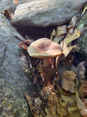 Lactarius quietus