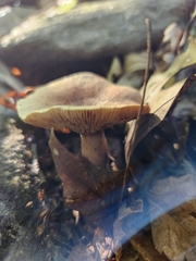 Lactarius quietus