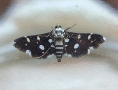 Bocchoris inspersalis