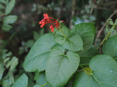 Clerodendrum japonicum