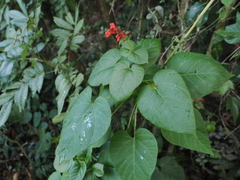Clerodendrum japonicum