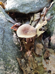 Lactarius quietus