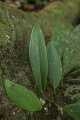 Rhaphidophora