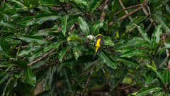 Melanochlora sultanea