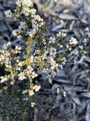 Cryptandra tomentosa