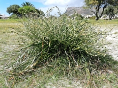 Trachyandra divaricata