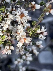 Cryptandra tomentosa