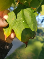 Acer nigrum