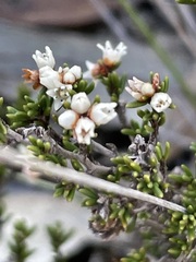 Cryptandra tomentosa