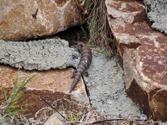 Tiliqua scincoides