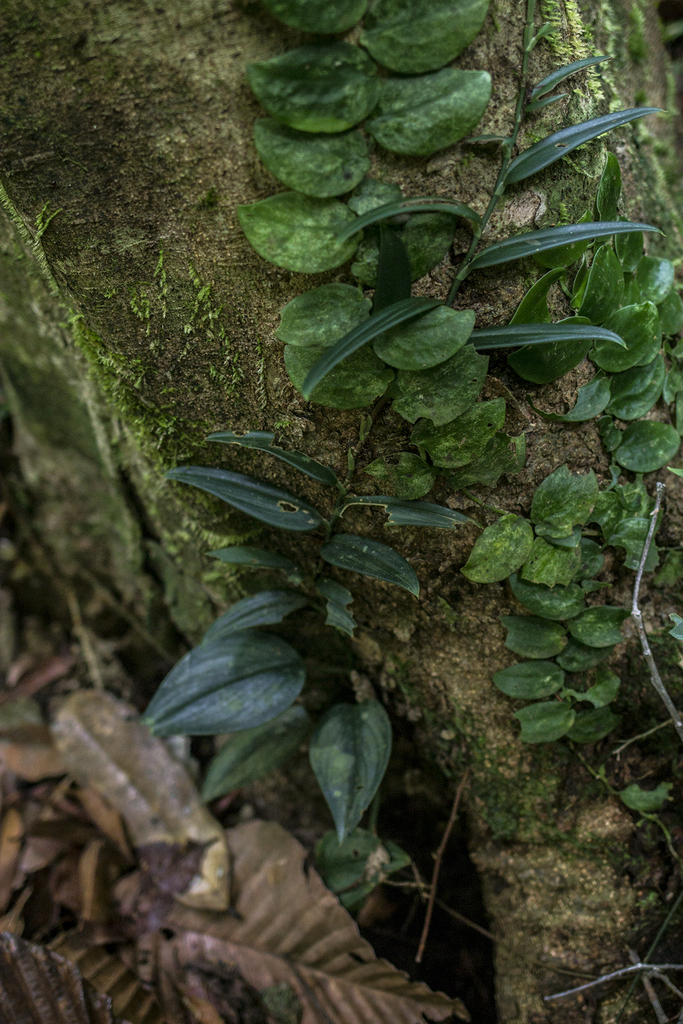 Scindapsus treubii