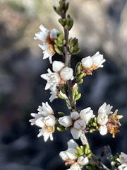 Cryptandra tomentosa