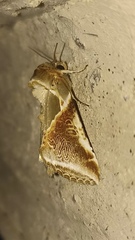 Habrosyne pyritoides