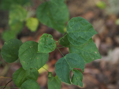 Mallotus repandus
