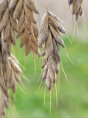 Bromus secalinus