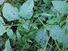 Solanum emulans