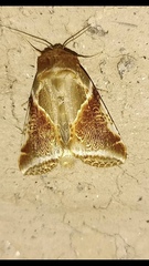 Habrosyne pyritoides