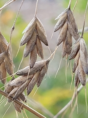 Bromus secalinus