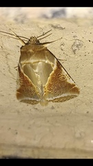 Habrosyne pyritoides