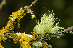 Teloschistes chrysophthalmus