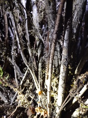 Phyllodactylus andysabini