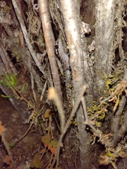 Phyllodactylus andysabini