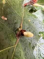 Kokkocynips decidua